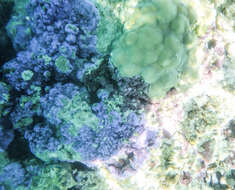 Montipora faveolata的圖片