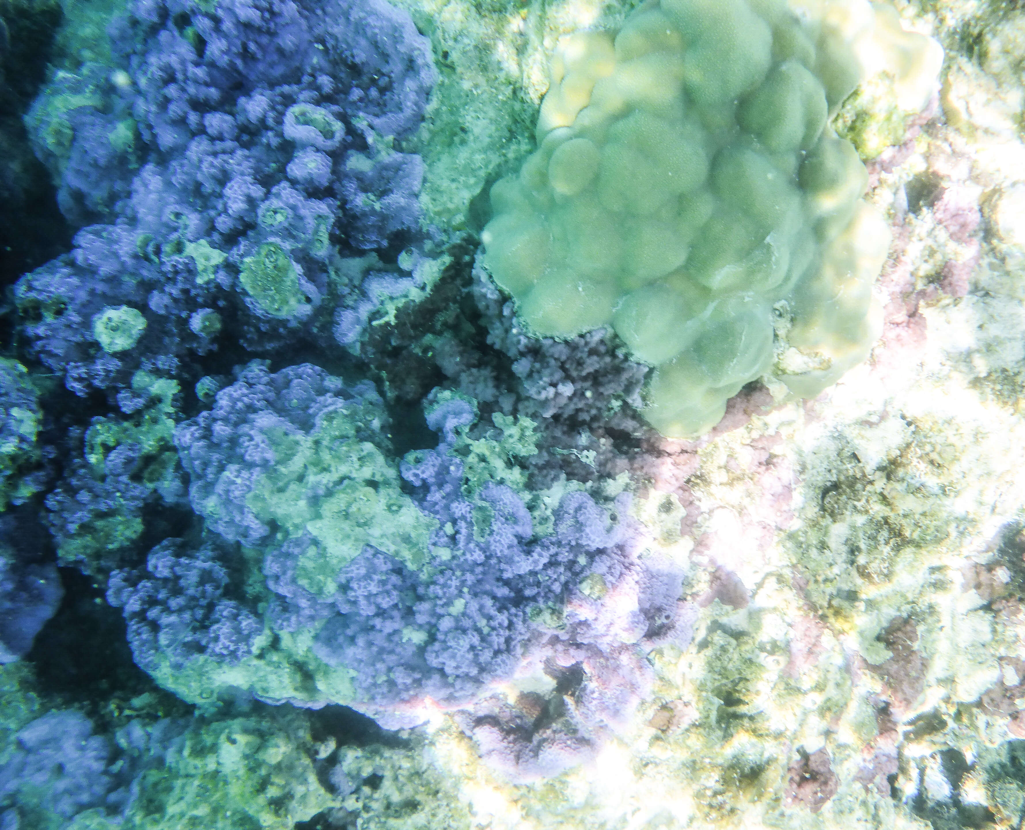 Слика од Montipora faveolata