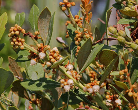 Image de Lyonia fruticosa (Michx.) G. S. Torr. ex B. L. Robins.