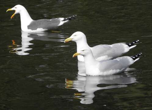 Image of European Herring Gull