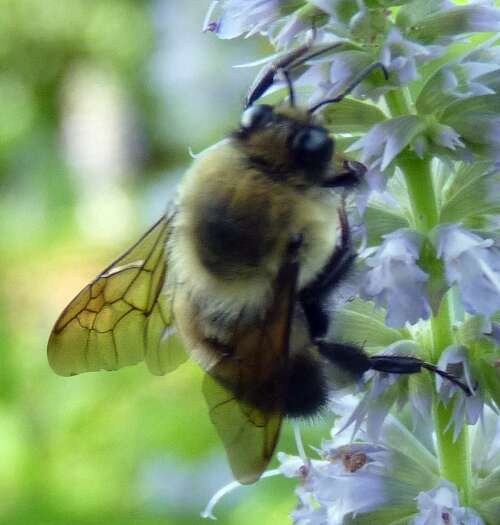 صورة Bombus bimaculatus Cresson 1864