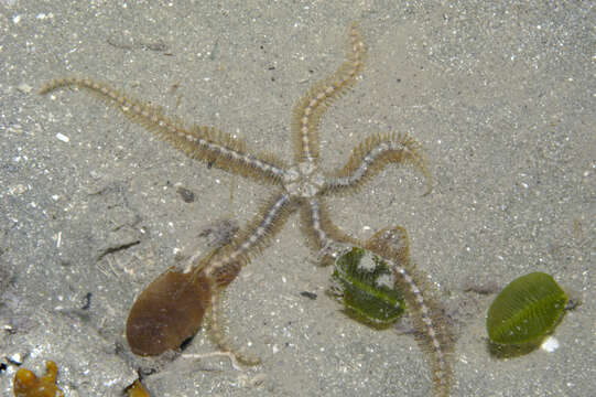 Image of Macrophiothrix lineocaerulea (H. L. Clark 1928)