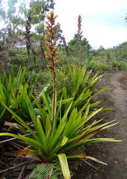 Image of tufted airplant