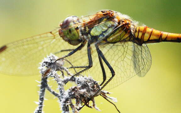 Image of Sympetrum Newman 1833