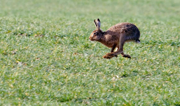 Image of brown hare, european hare