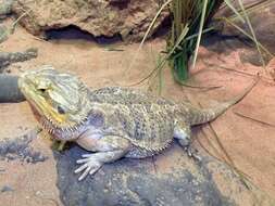 Image of Bearded Dragons