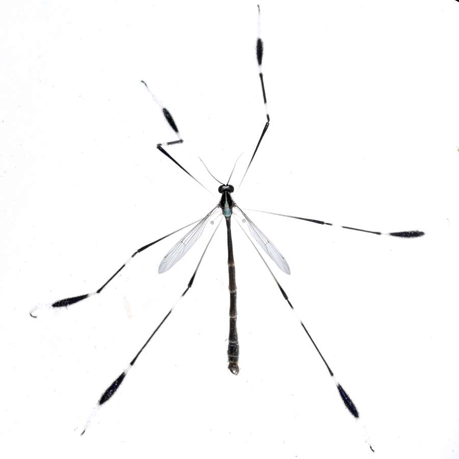 Image of phantom crane flies