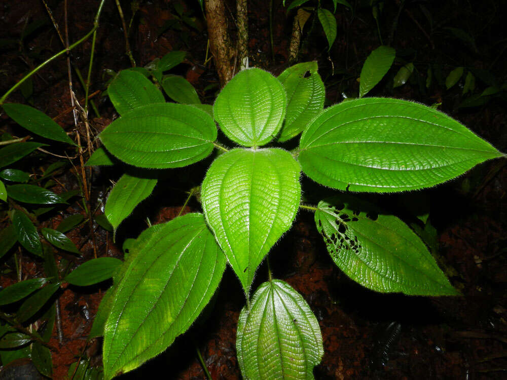 Imagem de Clidemia crenulata Gleason