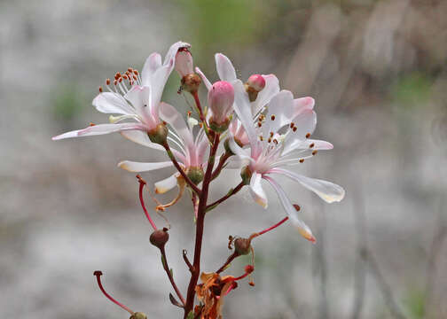 Image of flyweed