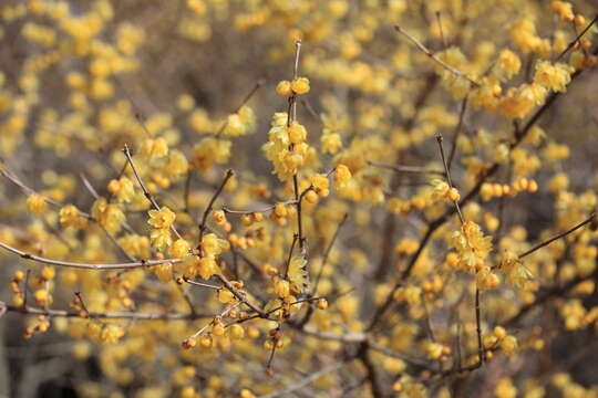 Image of sweetshrubs