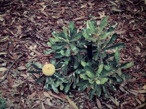 Image of banksia