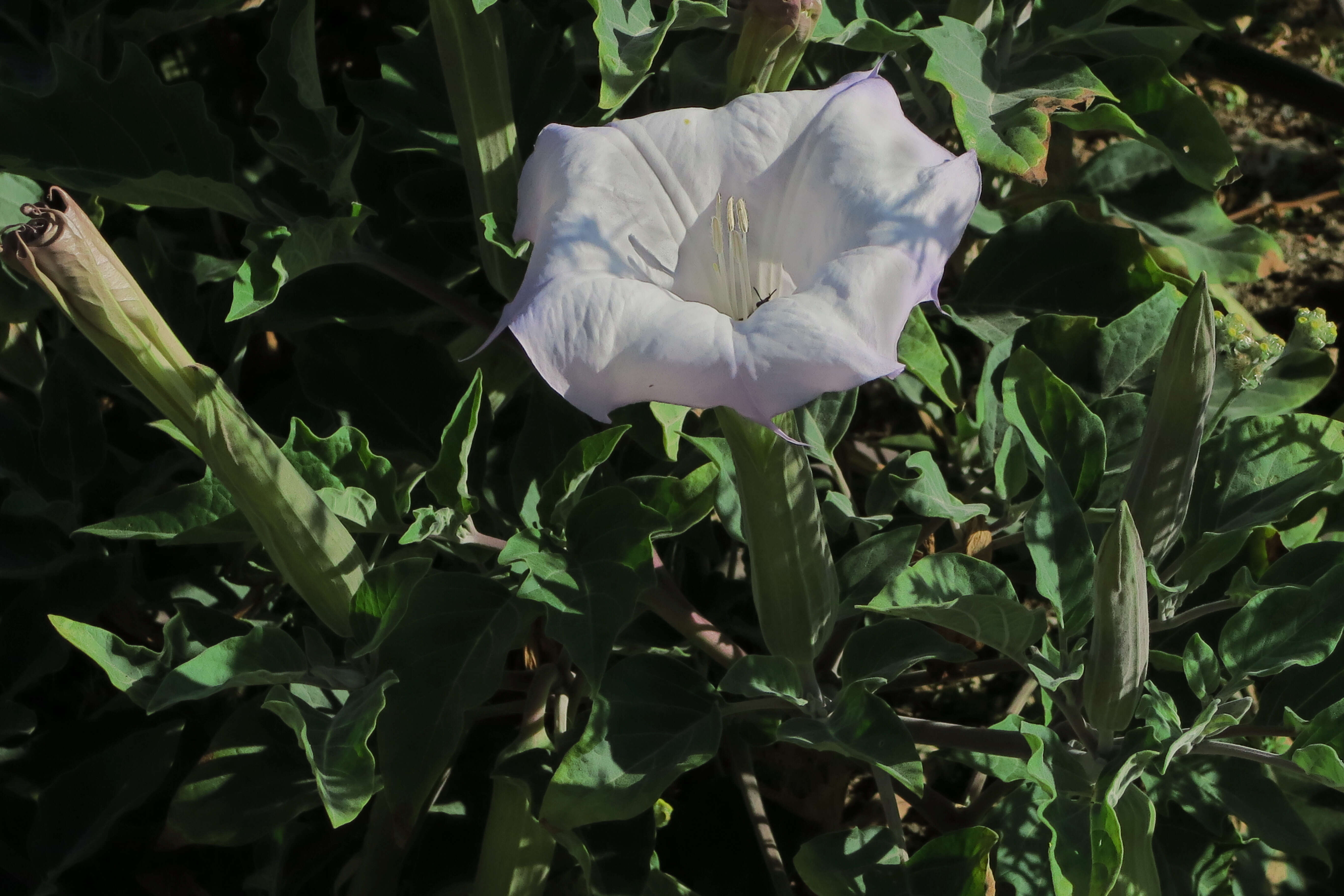 Image de Datura