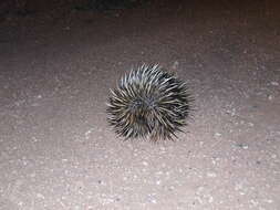 Image of Short-beaked Echidnas