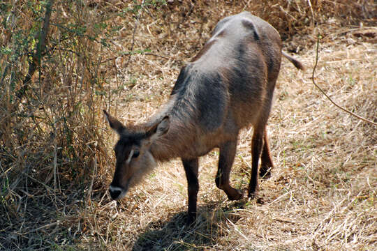 Image of Reduncinae