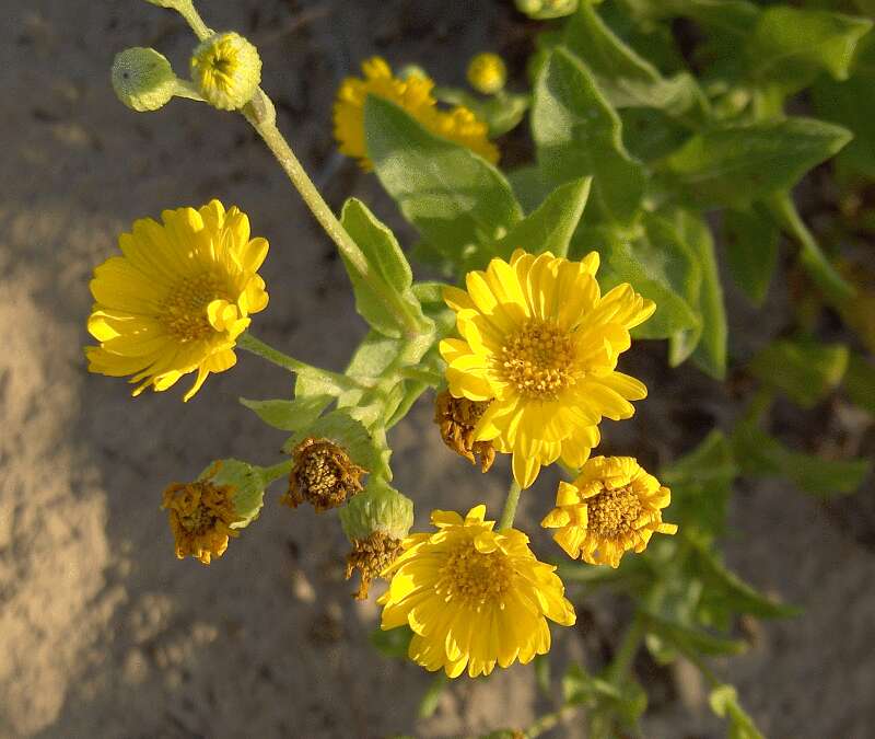 Image of false goldenaster