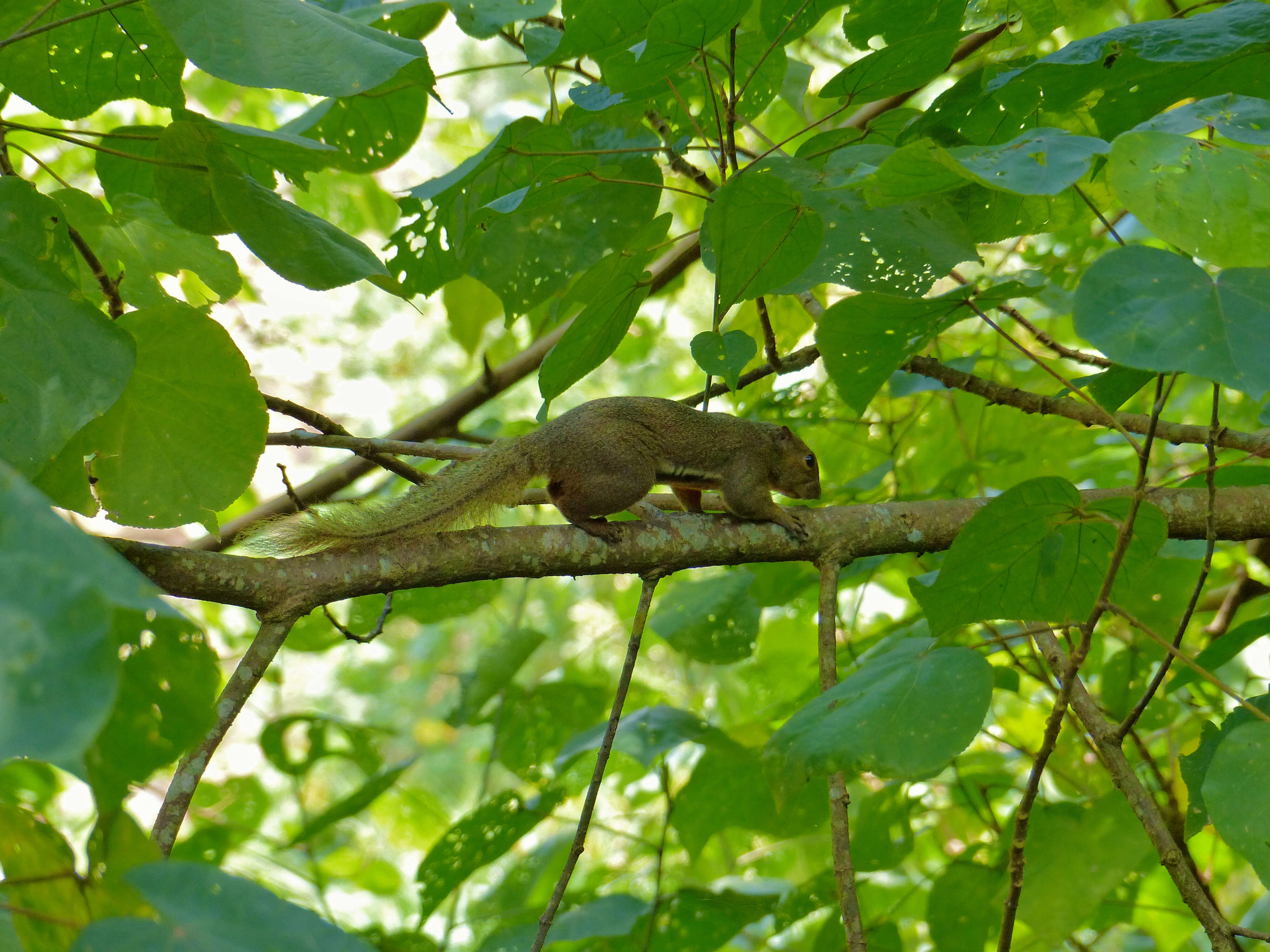 Image de écureuil plantain