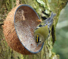 Image of goldcrests and kinglets