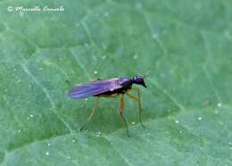 Image of hybotid dance flies