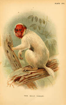 Image of Uakari