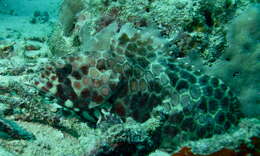 Image of Dwarf-spotted Grouper