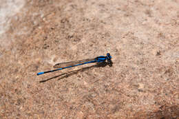 Image of bluet