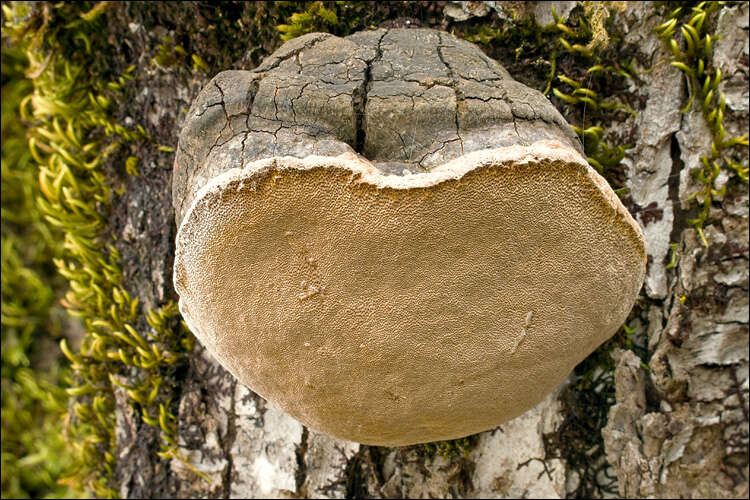 Image of Phellinus pomaceus (Pers.) Maire 1933