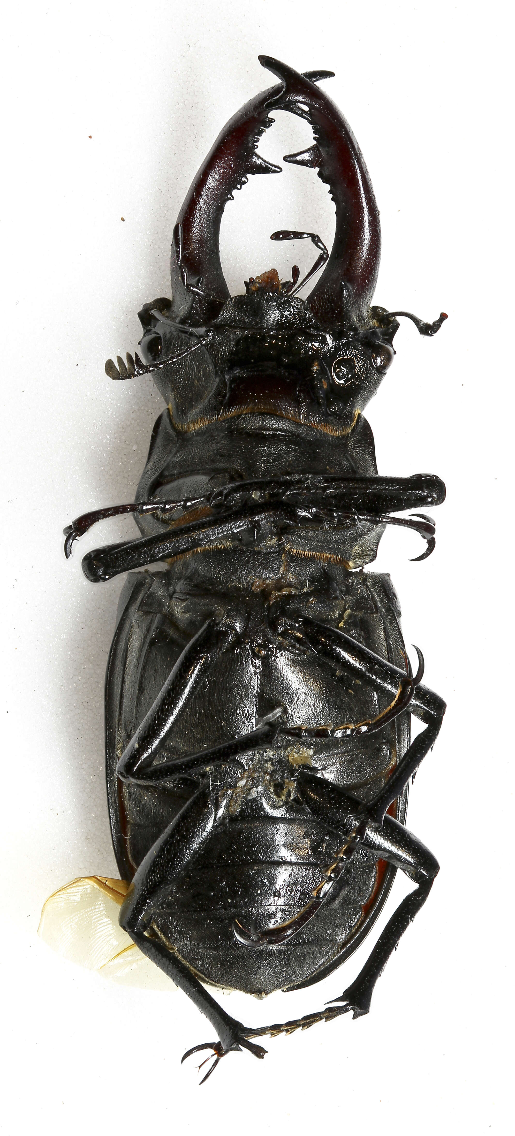 Image of stag beetles