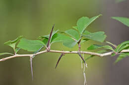 Image of green hawthorn