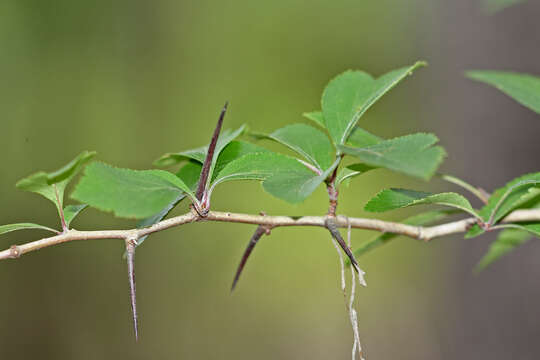 Image of green hawthorn