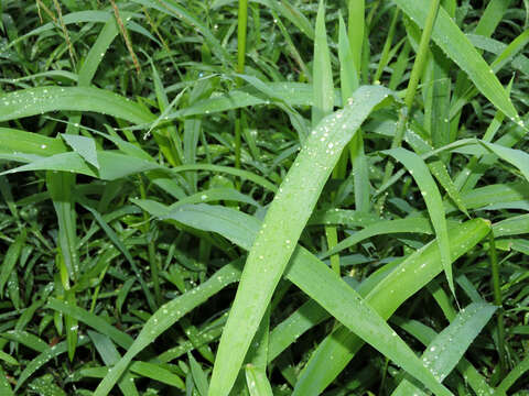 Image of Broad-Leaf Rice