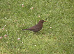 Image of Thrush