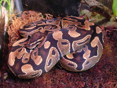 Image of Ball Python