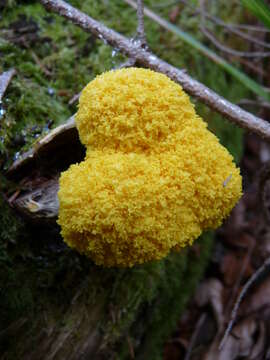 Image of Dog vomit slime mold