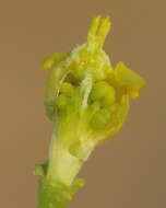 Слика од Euphorbia cyparissias L.