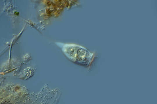 Image of Vorticella convallaria