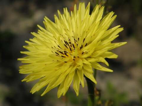 Image of Carolina desert-chicory