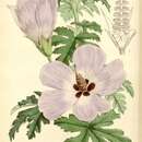 Hibiscus huegelii var. quinquevulnera的圖片