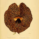 Image of Aristolochia pilosa Kunth