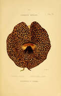 Plancia ëd Aristolochia pilosa Kunth