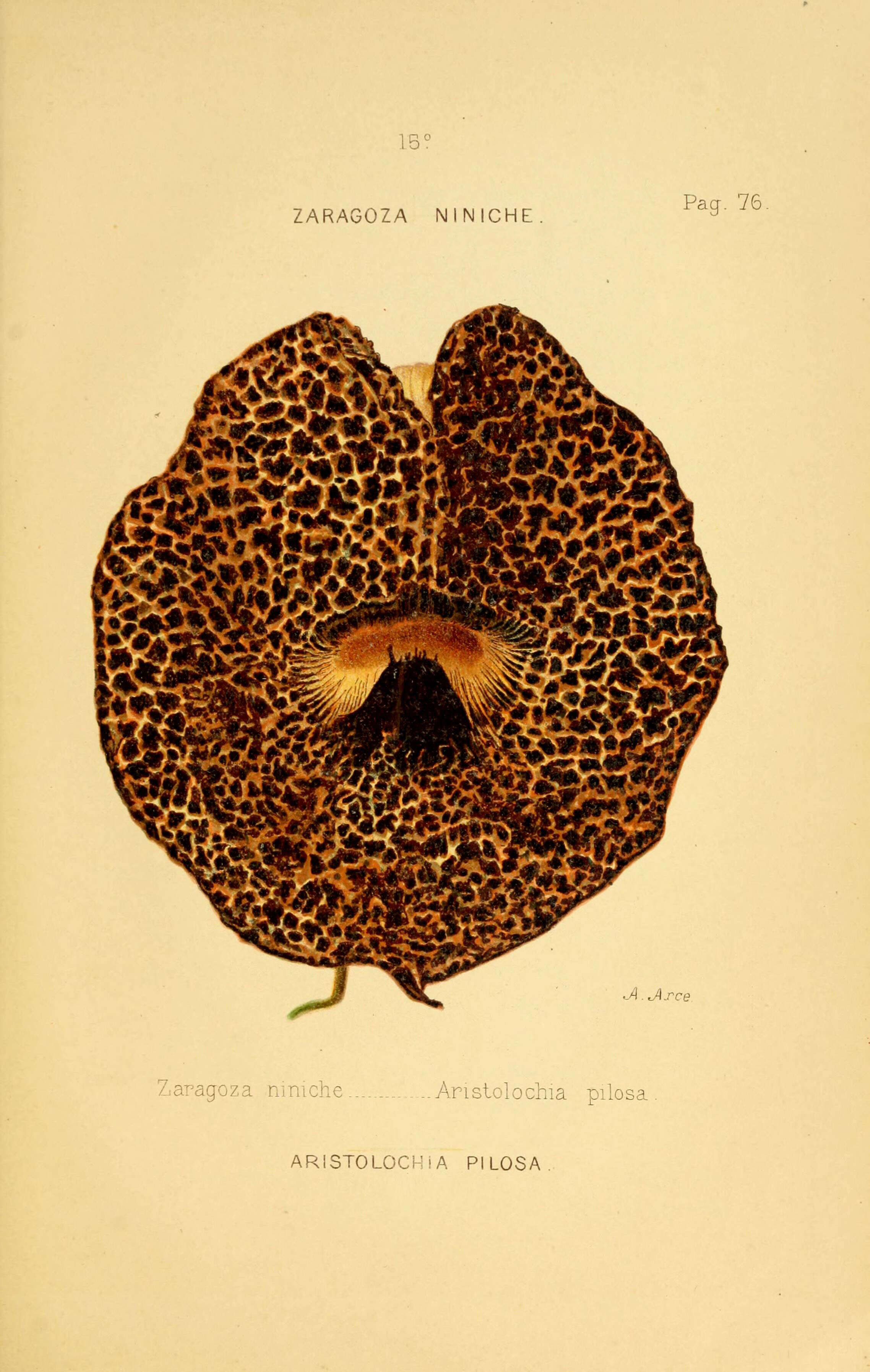 Image of Aristolochia pilosa Kunth