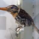 Image of Spotted Puffbird