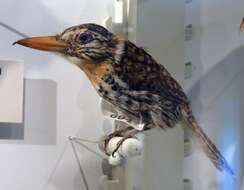 Image of Spotted Puffbird