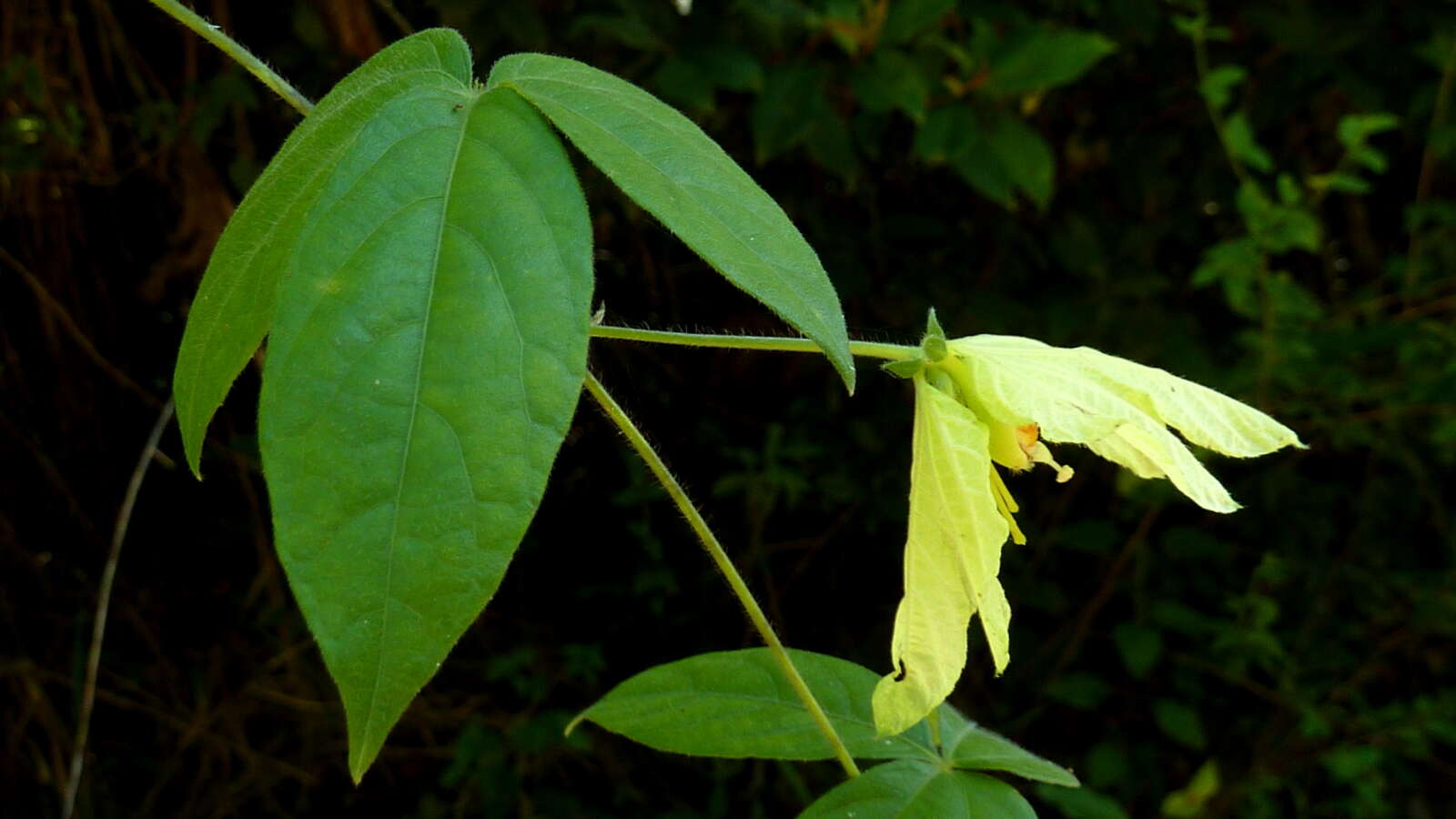 Plancia ëd Dalechampia peckoltiana Müll. Arg.