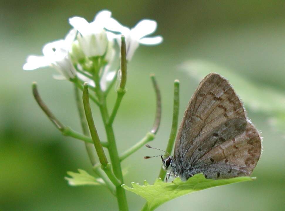 Image of Spring Azure