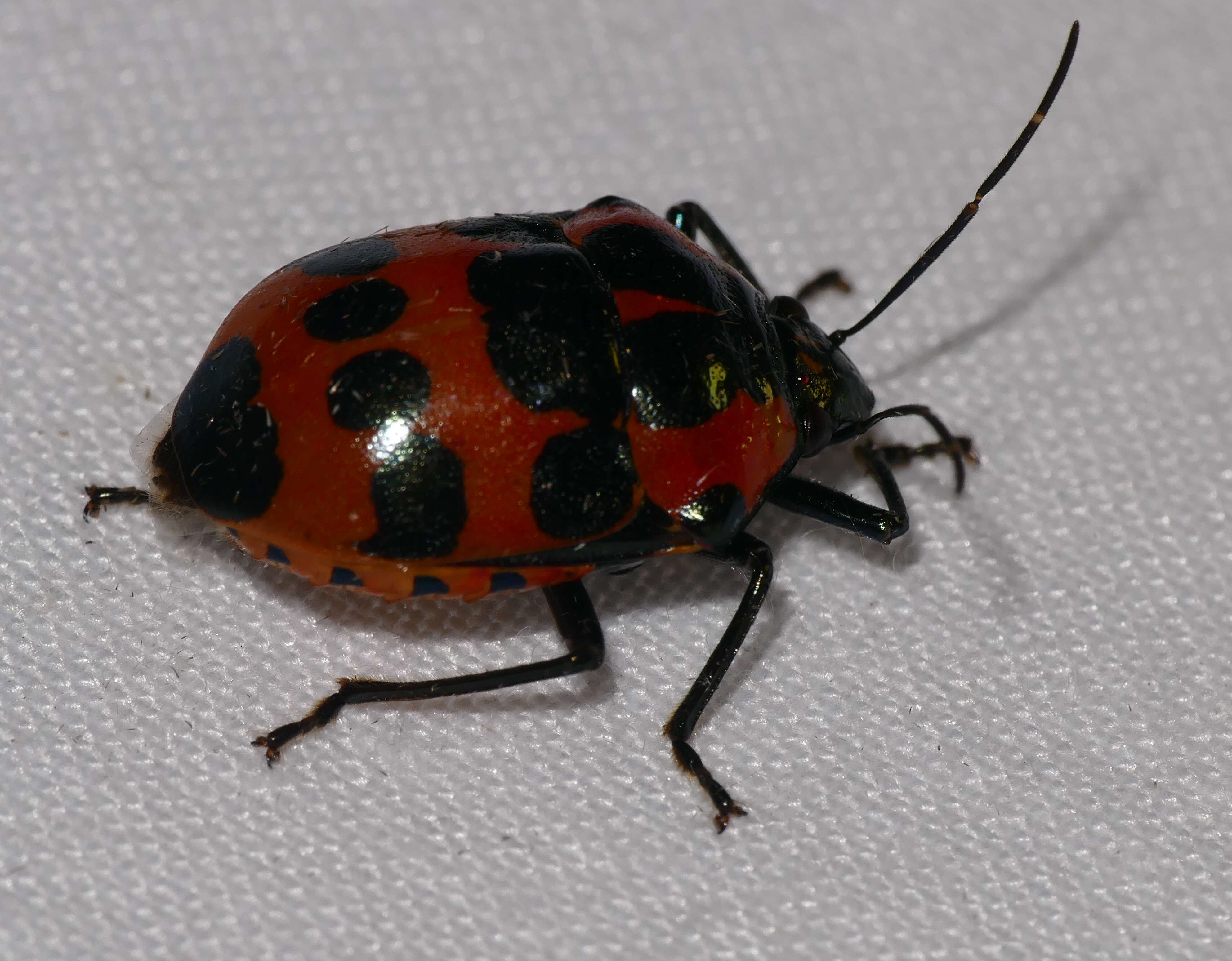 Image of Augocoris gomesii Burmeister 1835