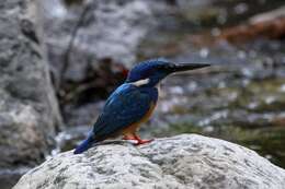 Image of Alcedo Linnaeus 1758