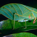 Image of Phylloptera