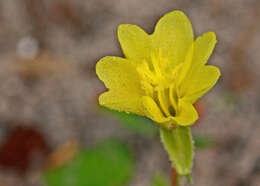 Imagem de Oenothera laciniata Hill