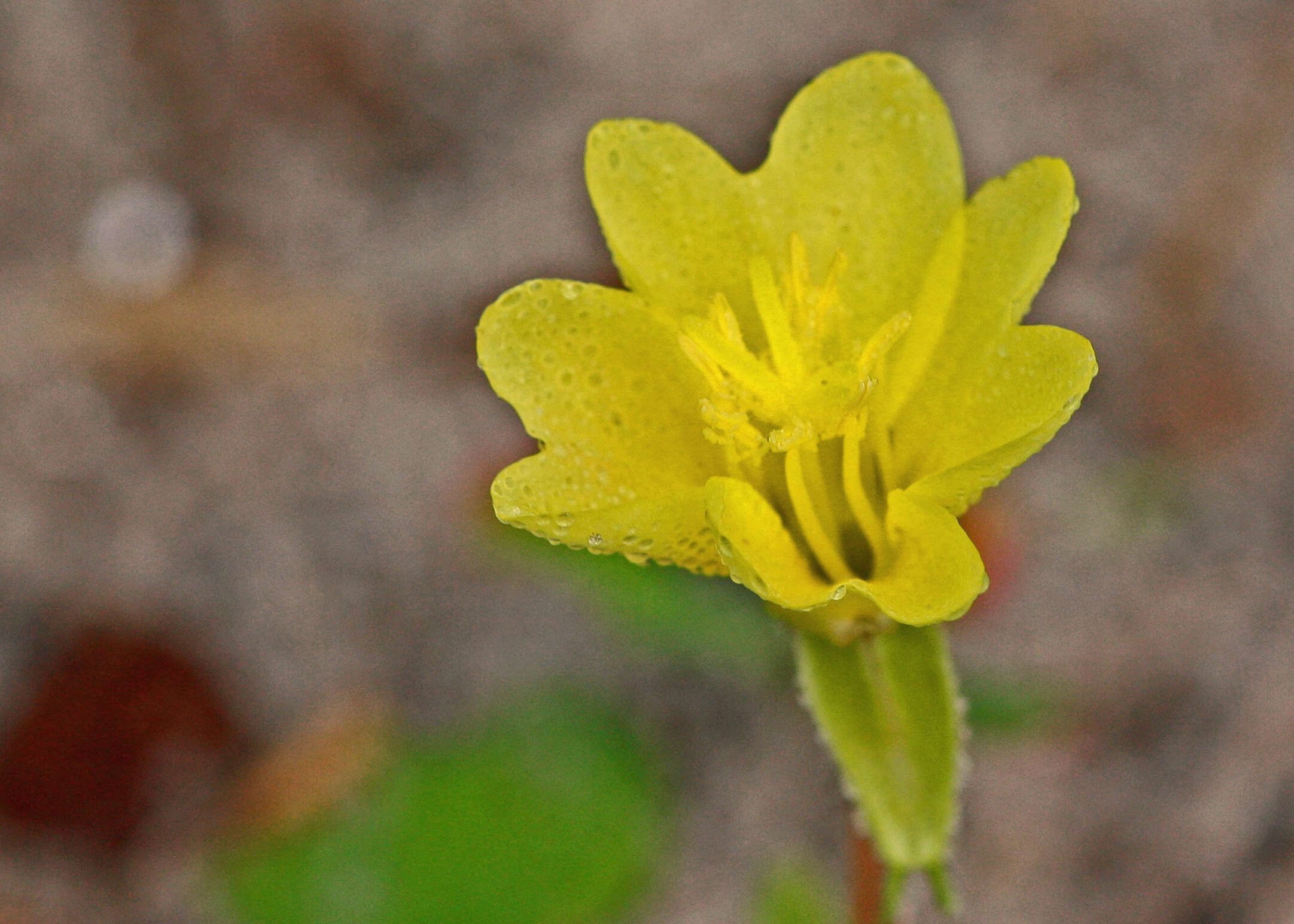 Imagem de Oenothera laciniata Hill