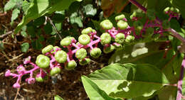 Image of pokeweed